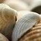 Shells 4 Poster Print by PhotoINC Studio - Item # VARPDXP943D